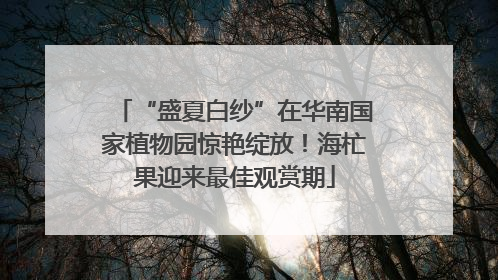 “盛夏白纱”在华南国家植物园惊艳绽放！海杧果迎来最佳观赏期
