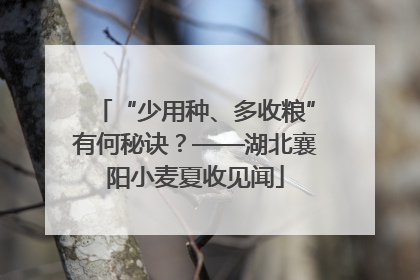 “少用种、多收粮”有何秘诀？——湖北襄阳小麦夏收见闻