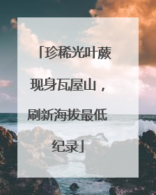珍稀光叶蕨现身瓦屋山，刷新海拔最低纪录