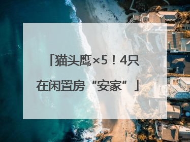 猫头鹰×5！4只在闲置房“安家”
