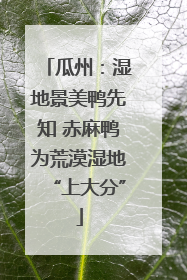 瓜州：湿地景美鸭先知 赤麻鸭为荒漠湿地“上大分”