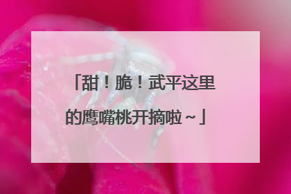 甜！脆！武平这里的鹰嘴桃开摘啦～