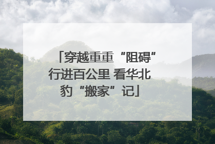 穿越重重“阻碍”行进百公里 看华北豹“搬家”记