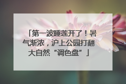 第一波睡莲开了！暑气渐浓，沪上公园打翻大自然“调色盘”