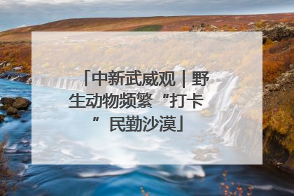 中新武威观｜野生动物频繁“打卡”民勤沙漠