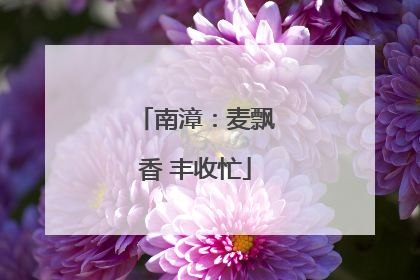 南漳：麦飘香 丰收忙