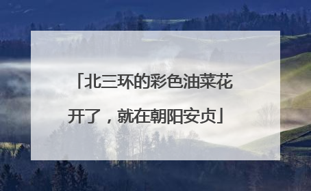 北三环的彩色油菜花开了，就在朝阳安贞