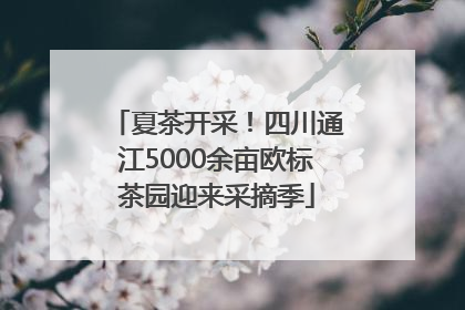 夏茶开采！四川通江5000余亩欧标茶园迎来采摘季