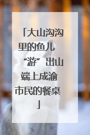 大山沟沟里的鱼儿 “游”出山 端上成渝市民的餐桌