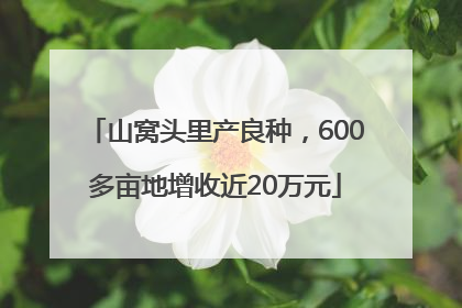 山窝头里产良种，600多亩地增收近20万元