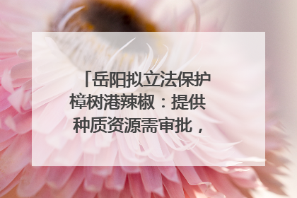 岳阳拟立法保护樟树港辣椒：提供种质资源需审批，违规最高罚5万
