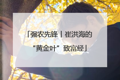 强农先锋丨崔洪海的“黄金叶”致富经