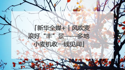 新华全媒+｜风吹麦浪好“丰”景——多地小麦机收一线见闻