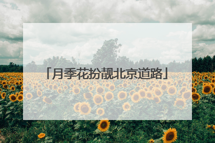 月季花扮靓北京道路
