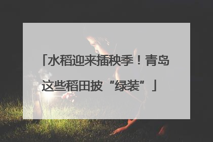 水稻迎来插秧季！青岛这些稻田披“绿装”