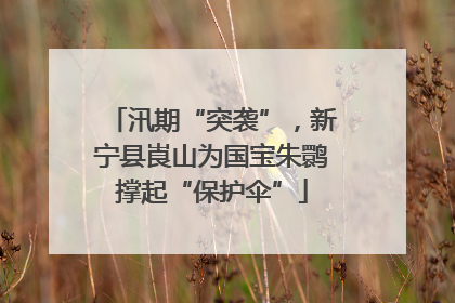 汛期“突袭”，新宁县崀山为国宝朱鹮撑起“保护伞”