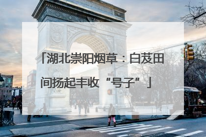 湖北崇阳烟草：白芨田间扬起丰收“号子”