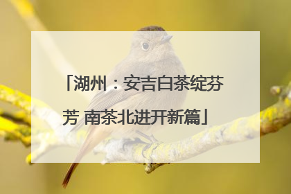 湖州：安吉白茶绽芬芳 南茶北进开新篇