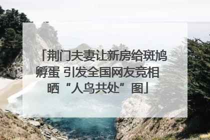荆门夫妻让新房给斑鸠孵蛋 引发全国网友竞相晒“人鸟共处”图
