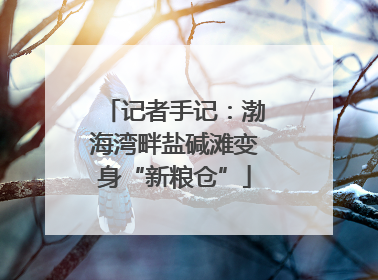 记者手记：渤海湾畔盐碱滩变身“新粮仓”