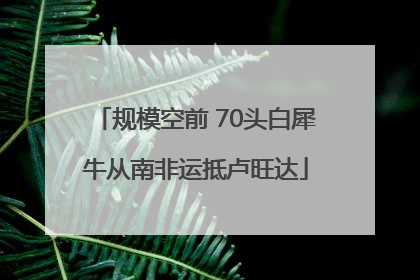规模空前 70头白犀牛从南非运抵卢旺达