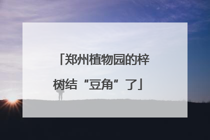 郑州植物园的梓树结“豆角”了