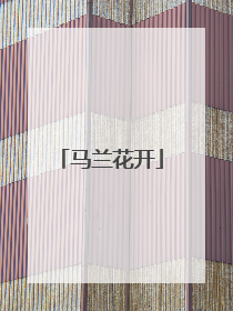 马兰花开